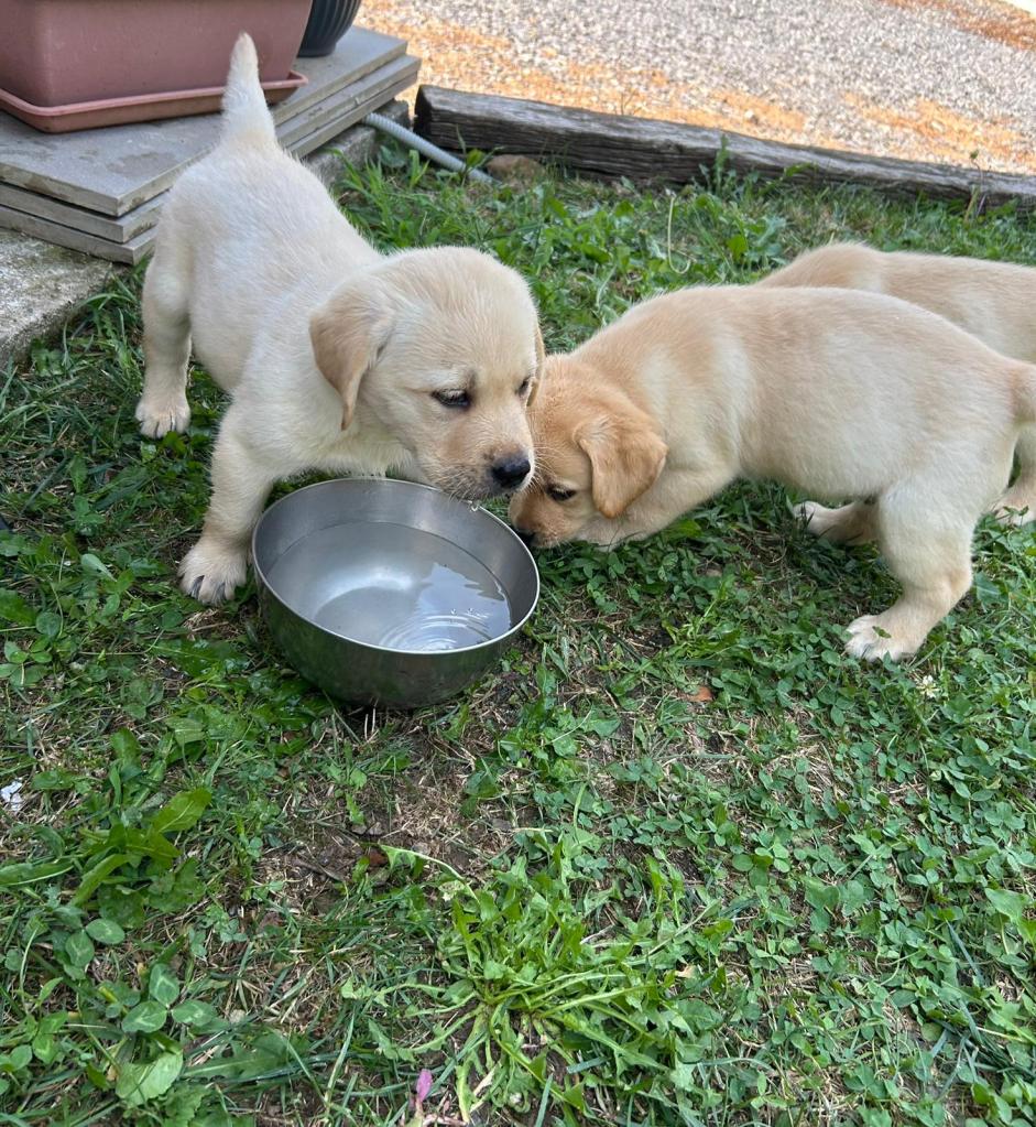 2 cuccioli di Labrador color miele che bevono