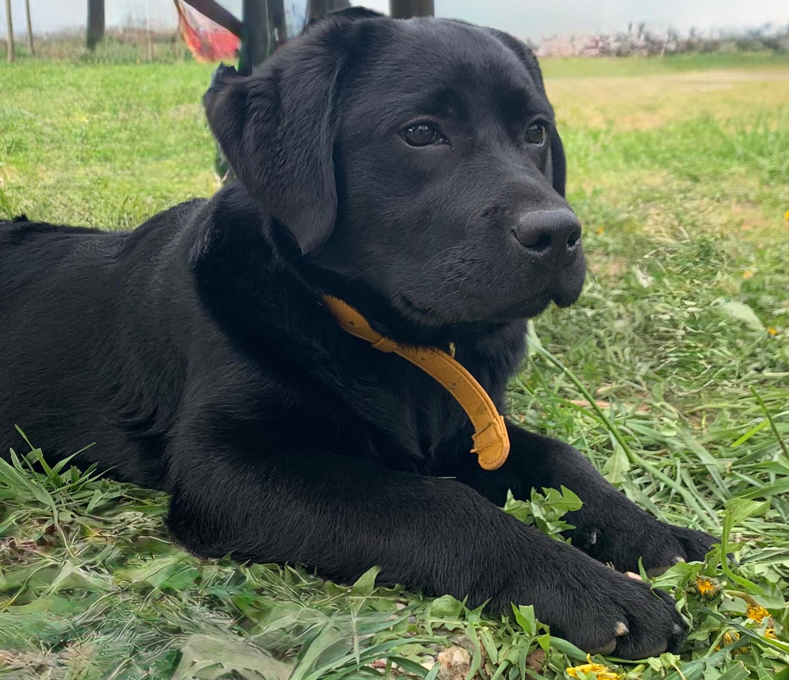 Immagine di un Labrador